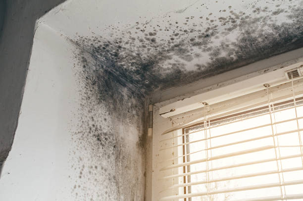 Affordable Mold Remediation solutions in Demarest, NJ